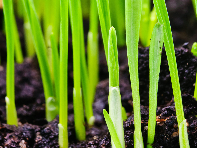 UK_learn-grow-garden-advice-lawn-care-seeding-repairing-best-time-sow-grass-seed_main.jpg